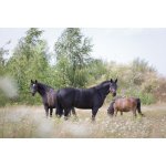 Brandonplus - functional supplements for horses