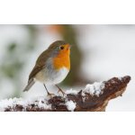 Vogelfutter / Kaninchenfutter