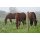 Premium Horse Wire 250m ■