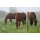 Premium Horse Wire 250m ■