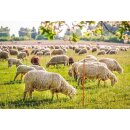 AKO TopLine Net - Schafzaun - Schafnetz - ABVERKAUF