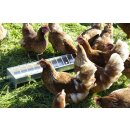 Futterautomat für Hühner / Geflügel - verzinkt