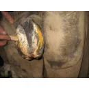 Keralit Undercover Pflegepaste - schützt vor Hornschäden an Pferdehufen - 235g Dose